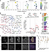Suppressed mTOR enhances glucagon secretion and affects lysosomal balance i