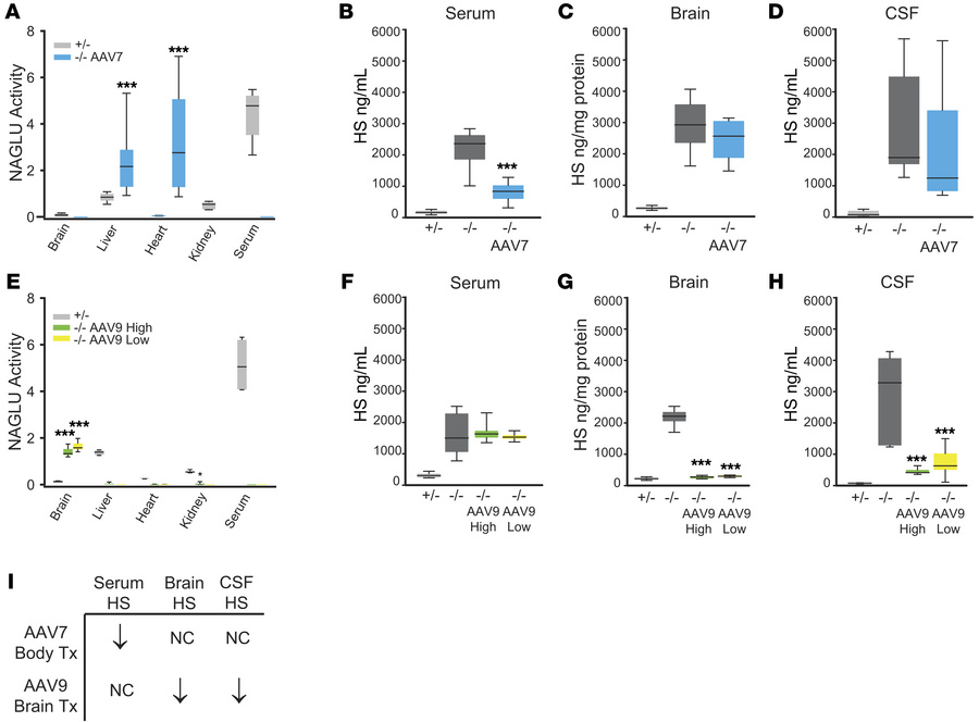 NAGLU activity and HS.
(A) NAGLU enzymatic activity in 8-week-old Naglu–...