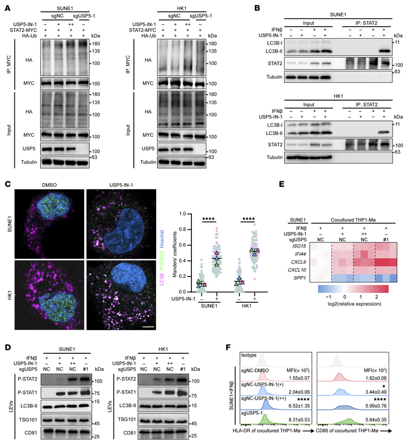 USP5 inhibition increased the ubiquitination and secretion of p-STAT2.
(...