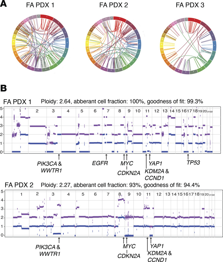 Generation and genomic characterization of FA-HNSCC PDX models.
(A) Circ...