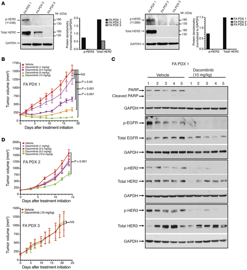 The pan-EGFR/HER TKI dacomitinib potently inhibits FA PDX 1 tumor growth...