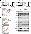The pan-EGFR/HER TKI dacomitinib potently inhibits FA PDX 1 tumor growth.
