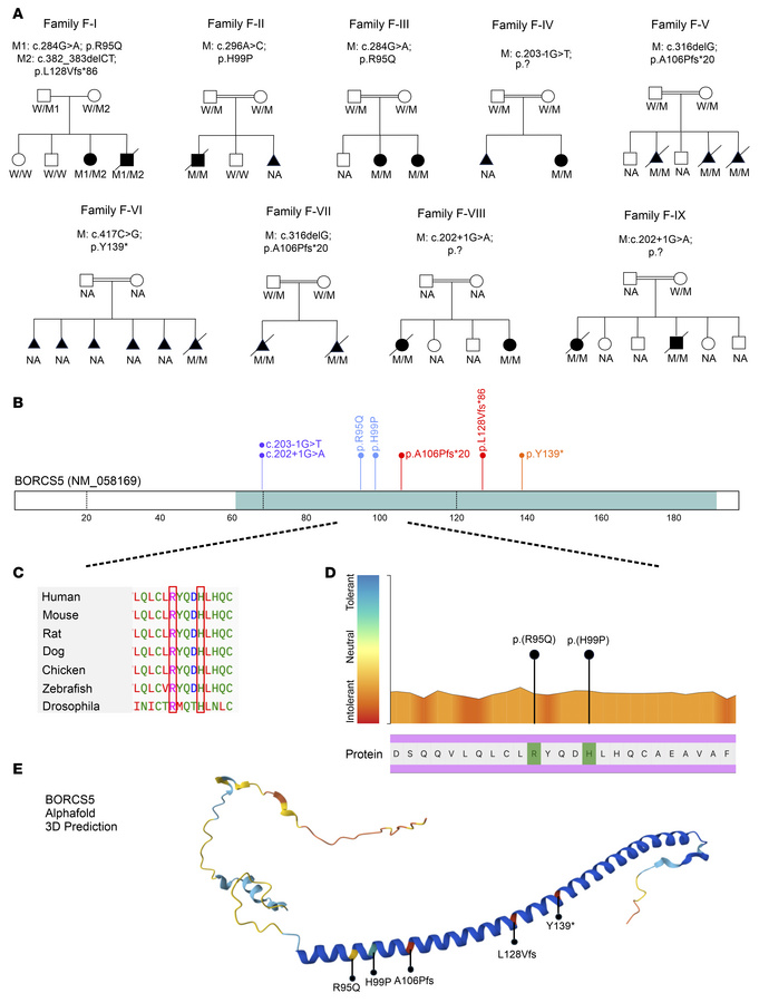 Family pedigrees and bi-allelic BORCS5 variants.
(A) Family pedigrees an...
