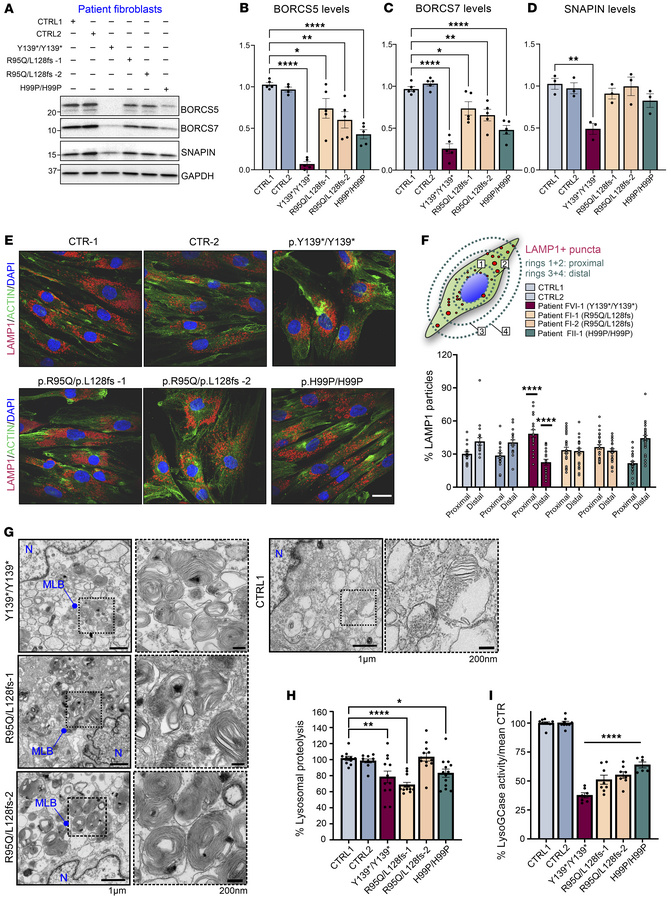 BORC-related protein expression, endolysosomal distribution, and functio...