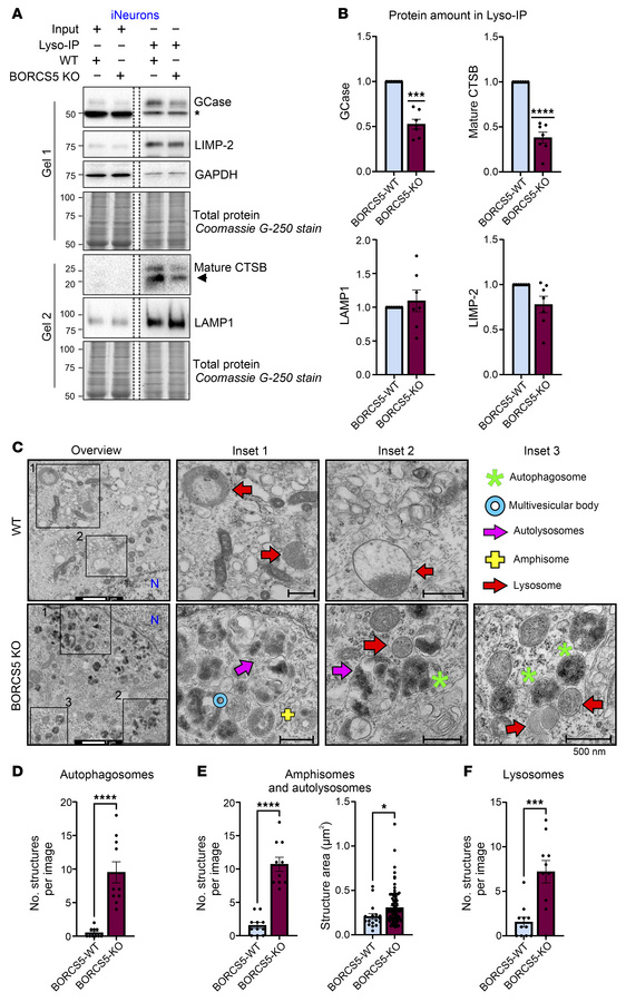 BORCS5 deficiency leads to lysosomal dysfunction in iNeurons.
(A) Endoly...