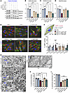 BORC-related protein expression, endolysosomal distribution, and function i