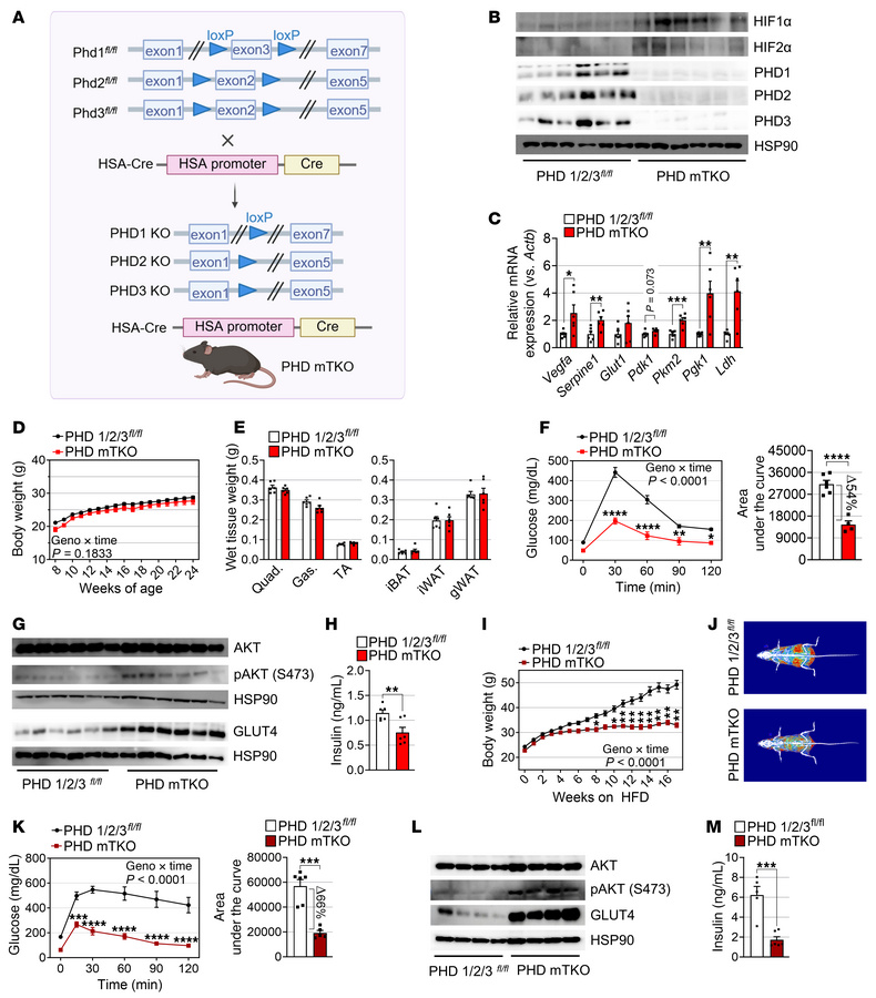 PHD deficiency in skeletal muscle protects against glucose intolerance a...