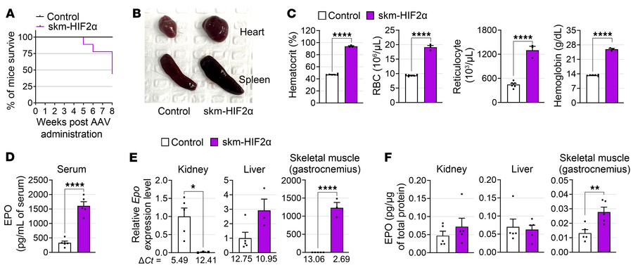 HIF2α in skeletal muscle induces polycythemia.
(A) Survival ratio of skm...