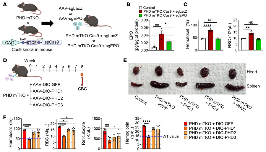 The PHD1–HIF2α axis increases EPO production in skeletal muscle.
(A) Sch...