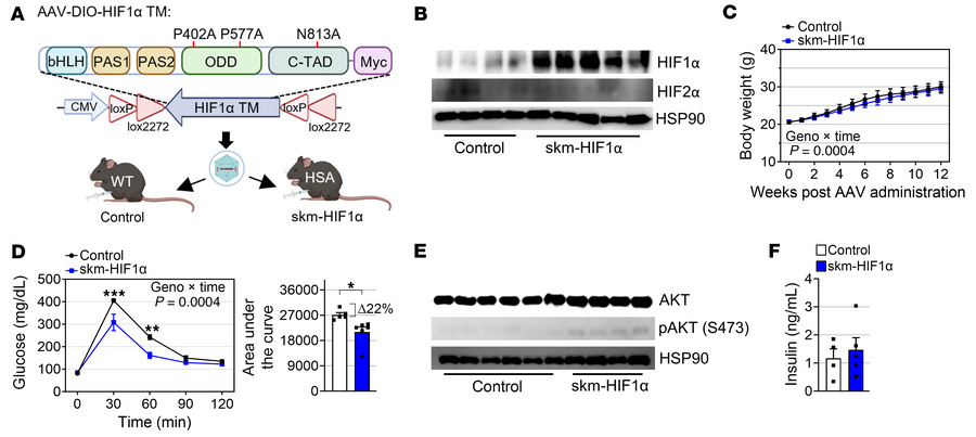 HIF1α in skeletal muscle marginally improves glucose tolerance.
(A) Sche...