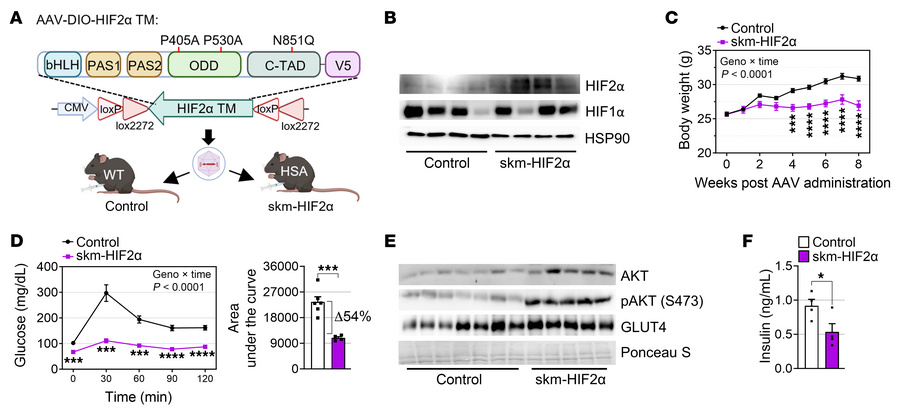 HIF2α stabilization improves glucose tolerance and reduces body weight.
...