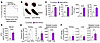 HIF2α in skeletal muscle induces polycythemia.
