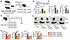 The PHD1–HIF2α axis increases EPO production in skeletal muscle.