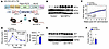 HIF1α in skeletal muscle marginally improves glucose tolerance.