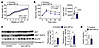 HIF1α in skeletal muscle does not confer resistance to obesity.