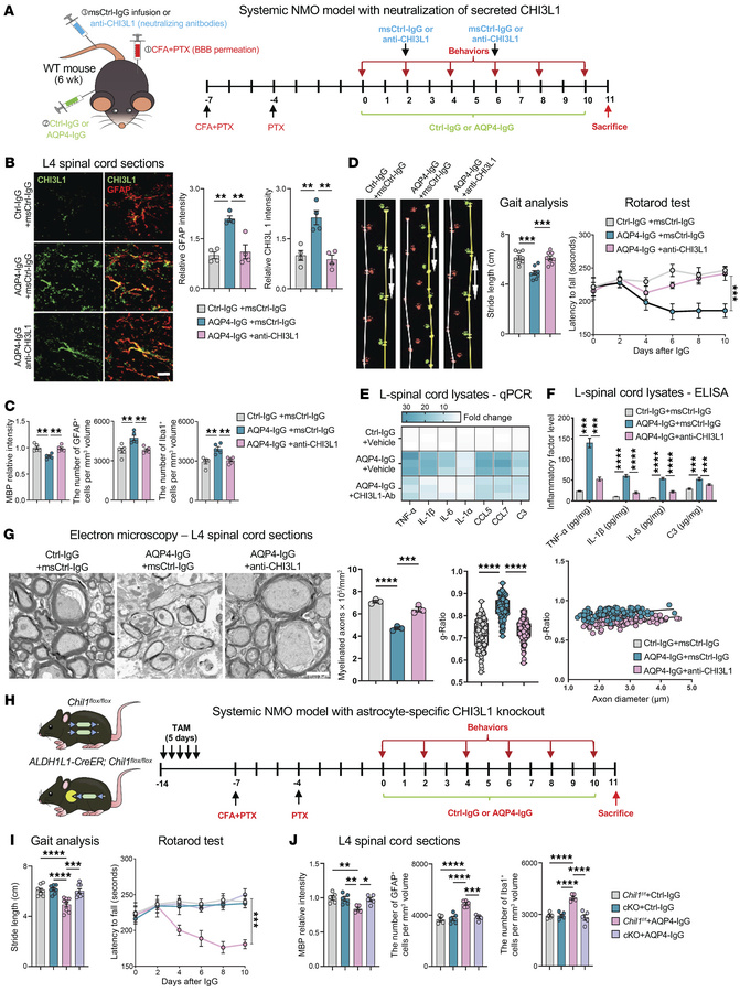 Astrocyte-secreted CHI3L1 is required for NMO-related demyelination, gli...