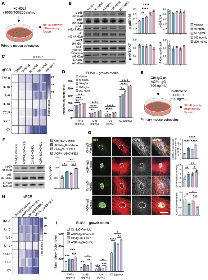 CHI3L1 activates astrocytic NF-κB and potentiates AQP4-IgG–evoked proinf...