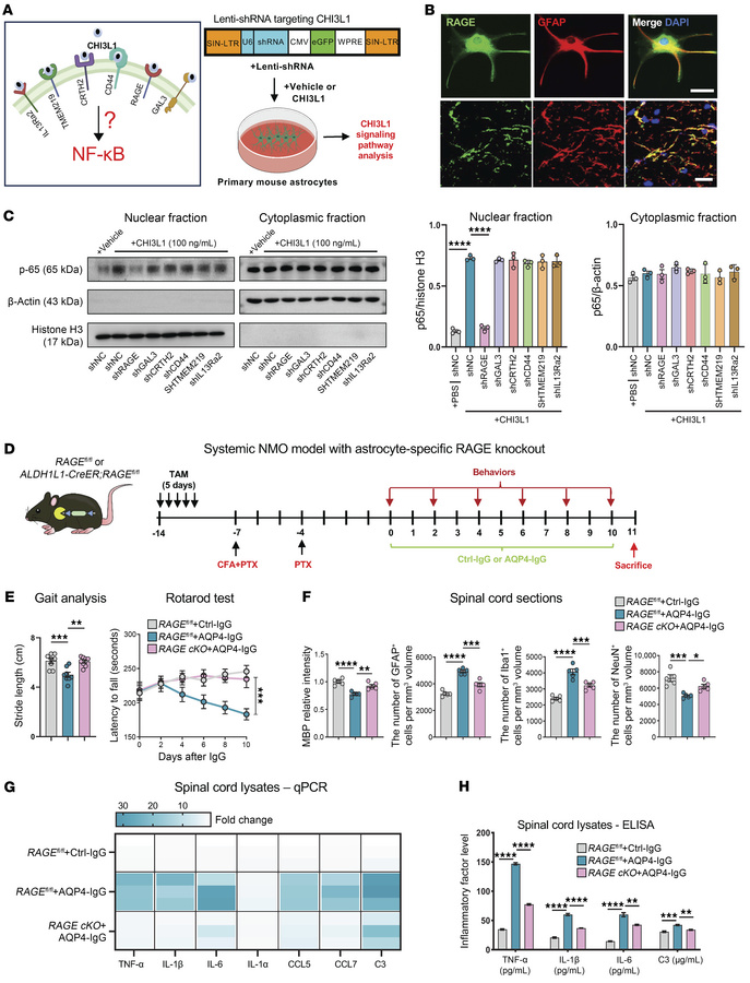 Astrocyte-specific RAGE deletion attenuates NMO pathology by blocking CH...