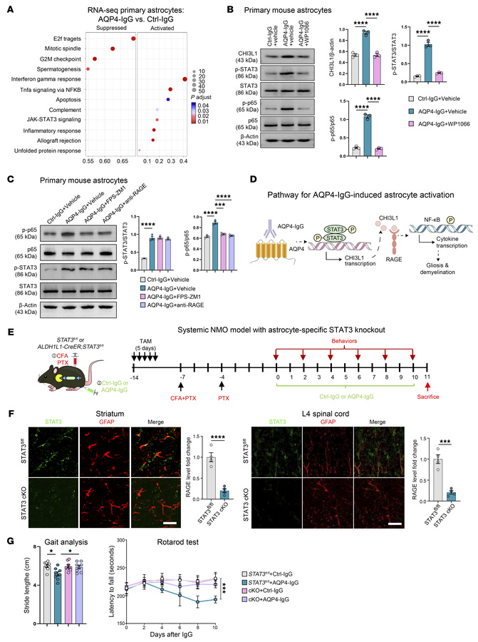Astrocytic STAT3 drives CHI3L1 induction and NF-κB activation to mediate...