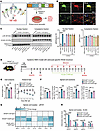 Astrocyte-specific RAGE deletion attenuates NMO pathology by blocking CHI3L