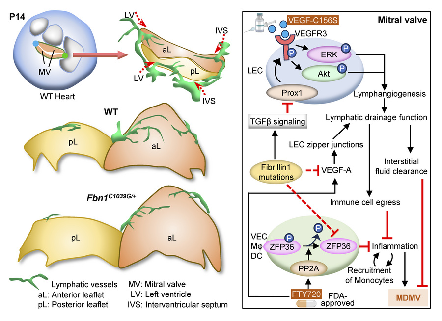 graphical abstract