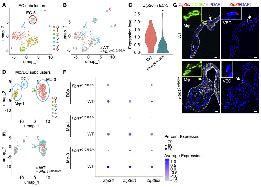 
Zfp36 levels are decreased in VECs, macrophages, and DCs in MVs of Fbn1...