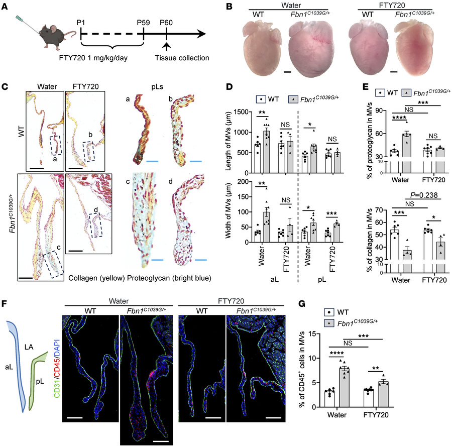 FTY720 rescues MDMV phenotypes in Fbn1 mutant mice.
(A) Timeline of FTY7...