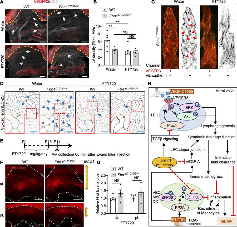 FTY720 promotes lymphatic function and the VEC barrier in MVs of Fbn1 mu...