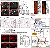 FTY720 promotes lymphatic function and the VEC barrier in MVs of Fbn1 mutan