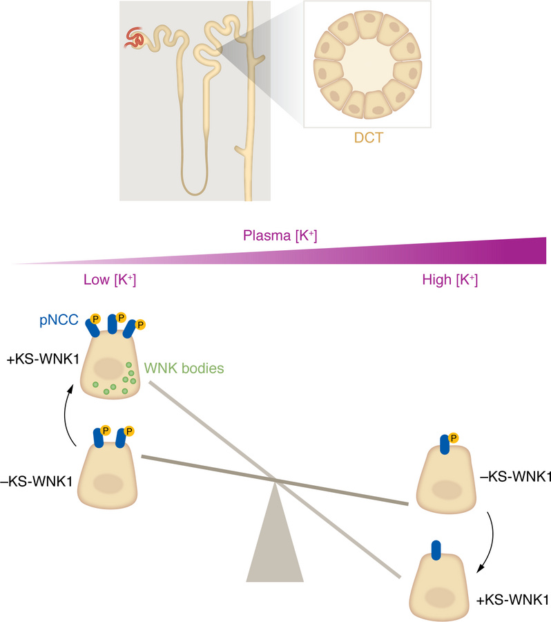 KS-WNK1 increases sensitivity of NCC activation to changes in plasma pot...