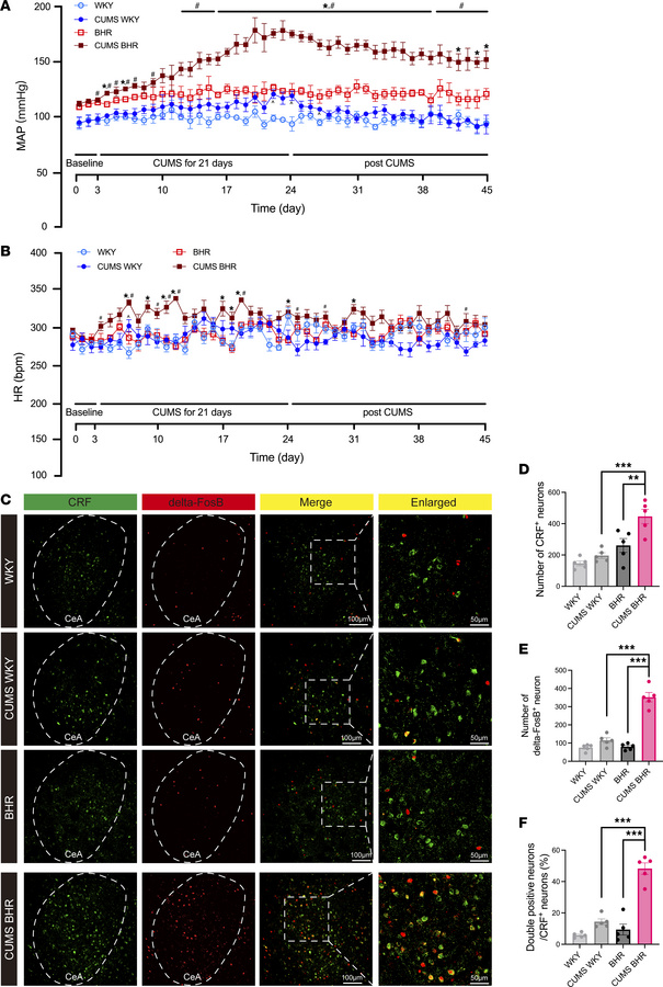 CUMS induces sustained hypertension and increased activation of CeA CRF-...
