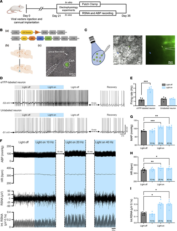 Optogenetic activation of CeA CRF-expressing neurons increases the sympa...
