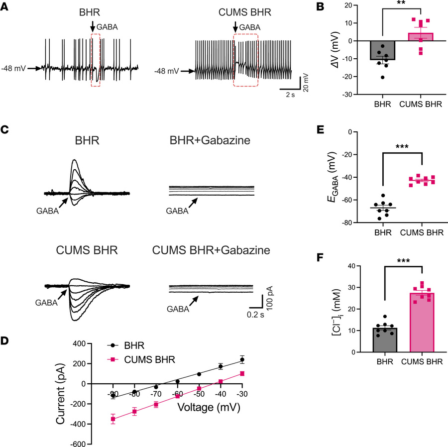 CUMS decreases GABAergic inhibition and causes depolarizing shift of EGA...