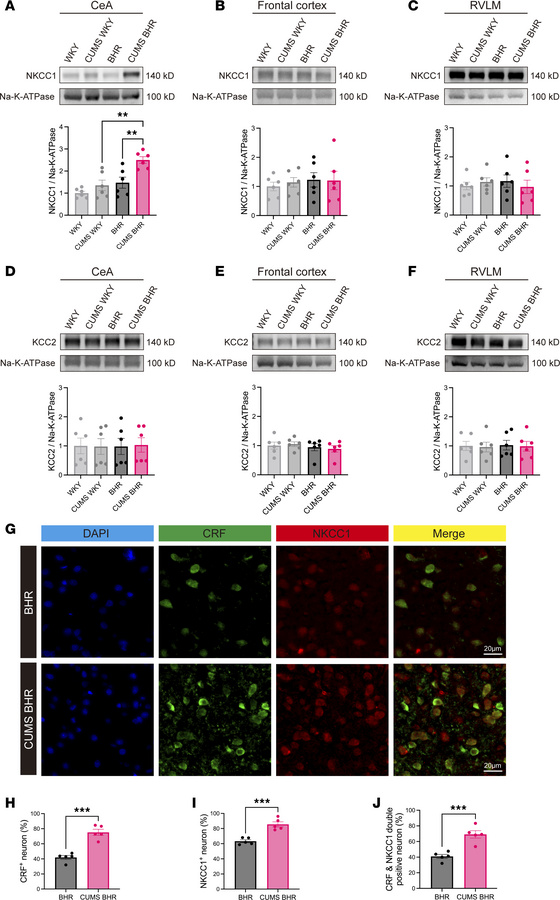 CUMS results in the up-regulation of NKCC1 without affecting KCC2 in the...