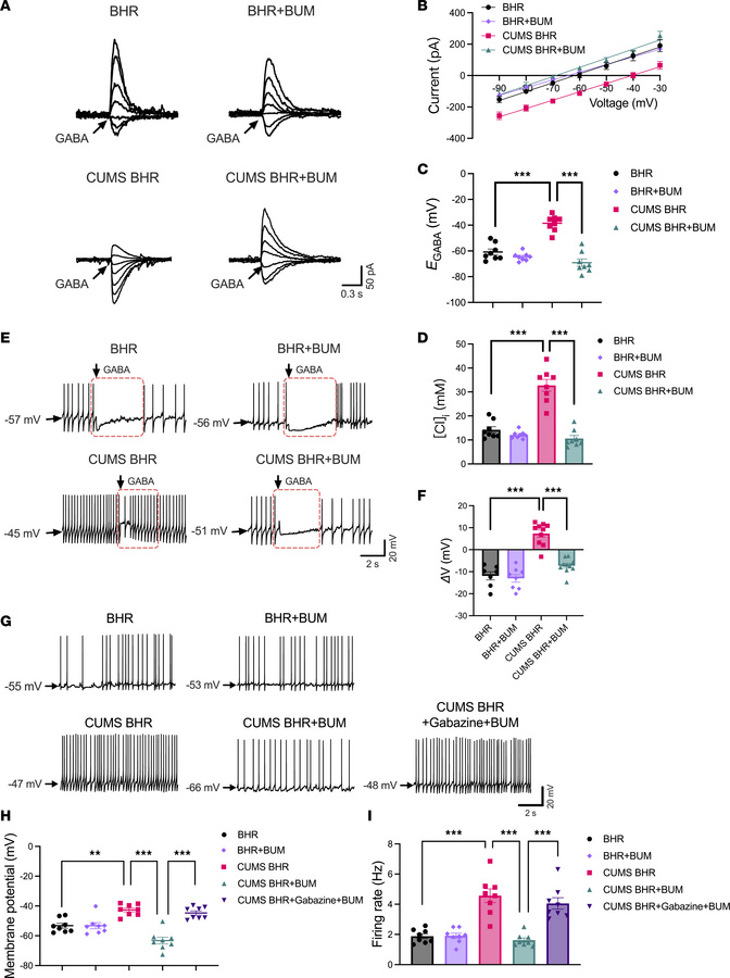 NKCC1 activation contributes to hyperactivity of CeA CRF-expressing neur...
