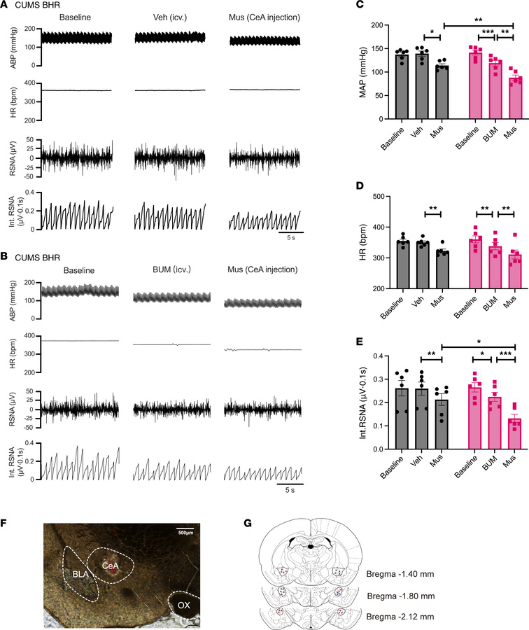 NKCC1 inhibition reduces sympathetic vasomotor tone and enhances sympath...
