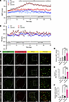 CUMS induces sustained hypertension and increased activation of CeA CRF-exp