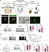 CUMS induces hyperexcitability of CeA CRF-expressing neurons in BHRs.