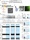 Optogenetic activation of CeA CRF-expressing neurons increases the sympathe