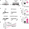 CUMS decreases GABAergic inhibition and causes depolarizing shift of EGABA