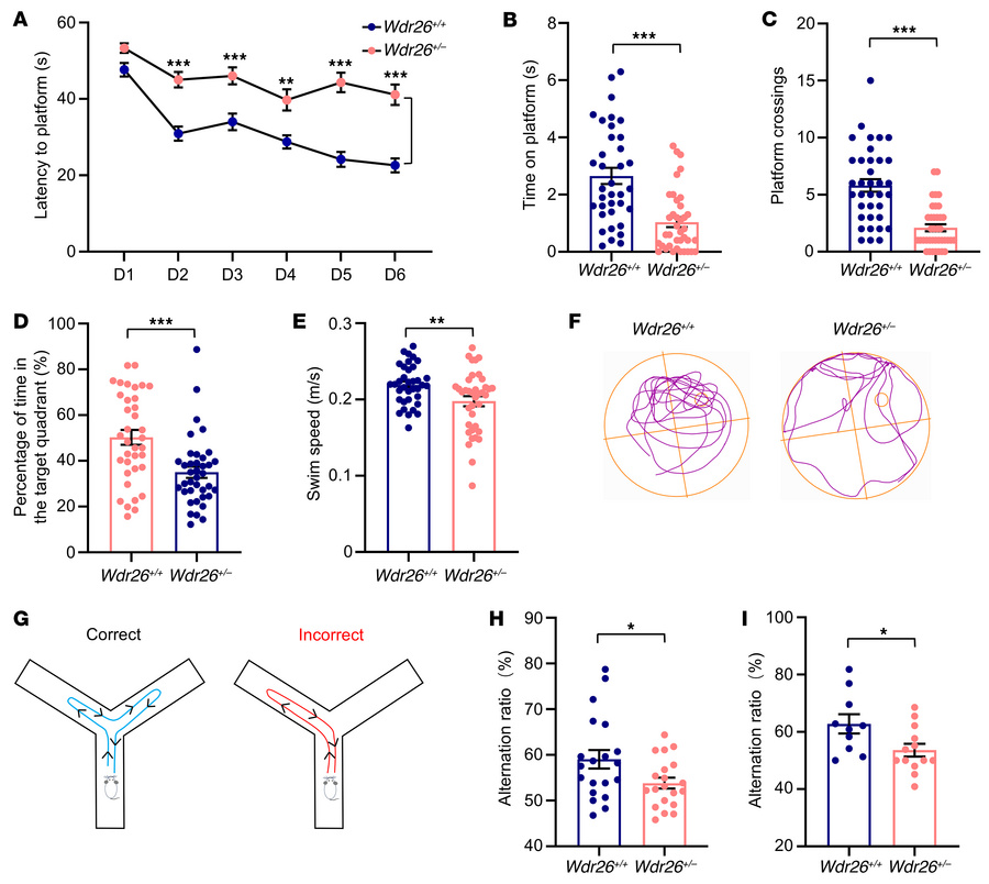 
Wdr26+/– mice exhibit impairments in learning and memory.
(A–F) Two-mon...