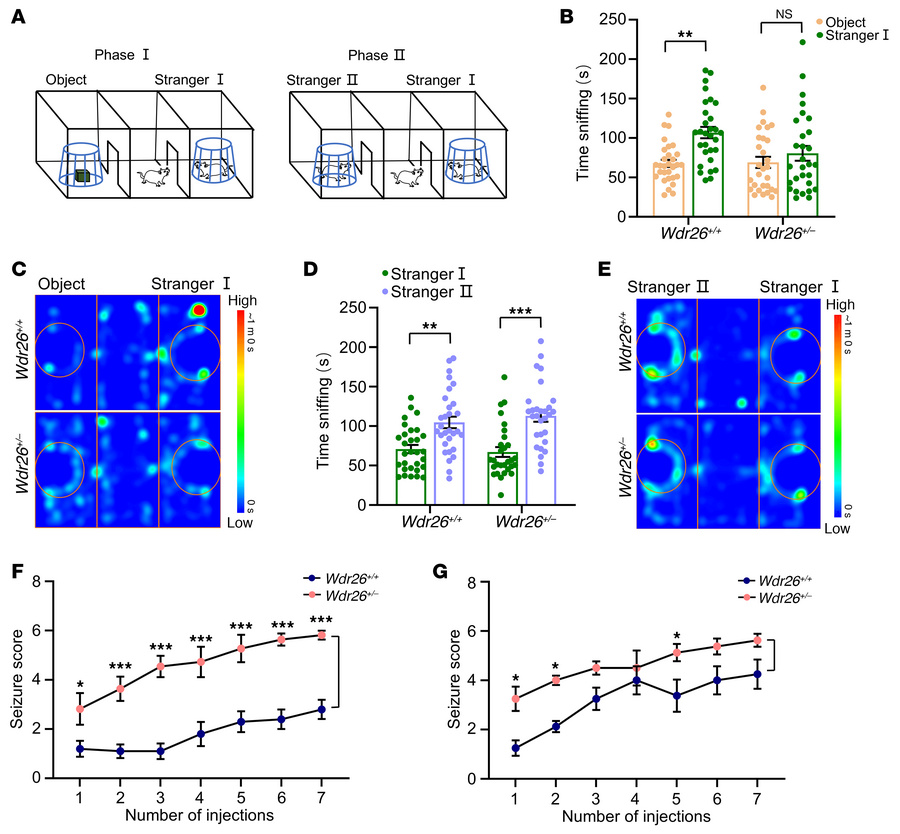 
Wdr26+/– mice exhibit sociability deficits and high susceptibility to e...