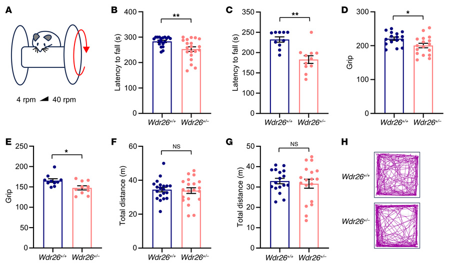 The motor function of Wdr26+/– mice is impaired.
(A–C) Wdr26+/+ and Wdr2...