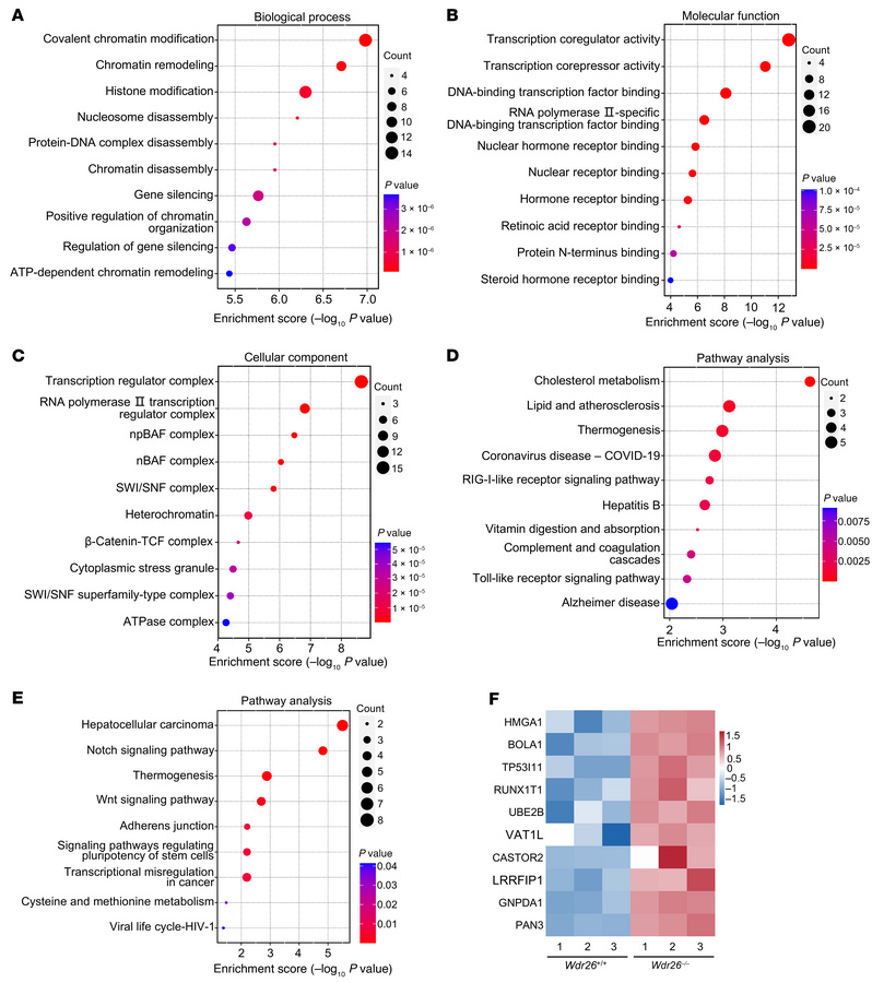Loss of Wdr26 induces aberrant protein expression patterns.
(A–C) GO ana...
