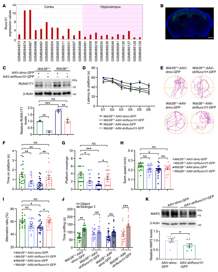 AAV-shRunx1t1-GFP treatment rescues impaired behaviors in Wdr26+/– mice....