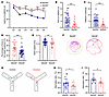 Wdr26+/– mice exhibit impairments in learning and memory.