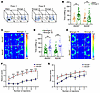 Wdr26+/– mice exhibit sociability deficits and high susceptibility to epile