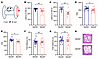 The motor function of Wdr26+/– mice is impaired.