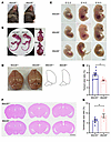 Wdr26+/– mice show developmental abnormalities, with a small proportion exh