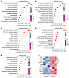 Loss of Wdr26 induces aberrant protein expression patterns.